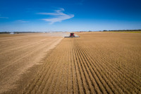NL_Soybean_Harvest_2019_d_40