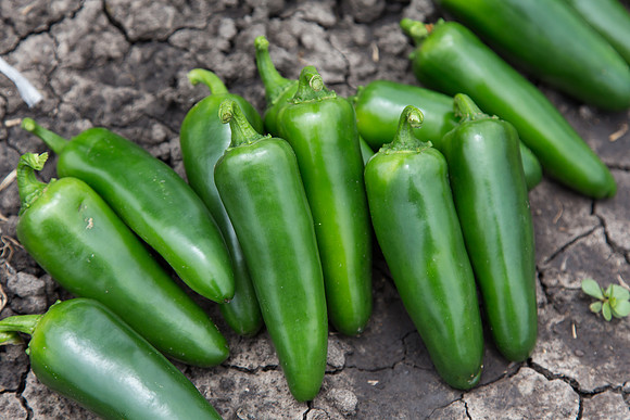 HotPepper_PS5807_MX_0027