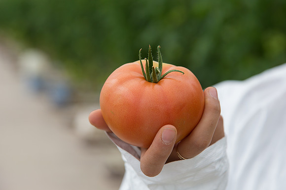 Tomato_Terero_MX_0106