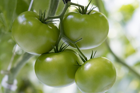 Tomato_Novero_39