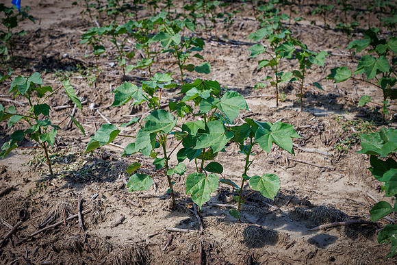 ThryvOn_2022_TurnageFarms_cdp_138