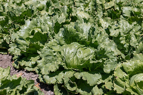 Slotmasher_Lettuce_25
