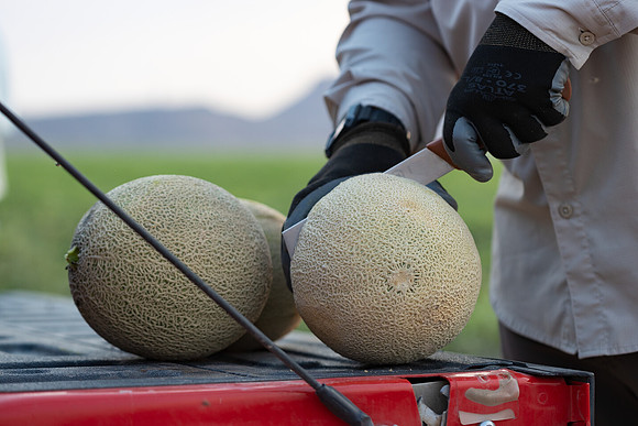 Seminis2021_AZ_981