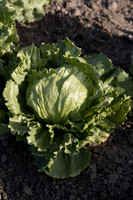 Lettuce_SV0822LG_CA_0007