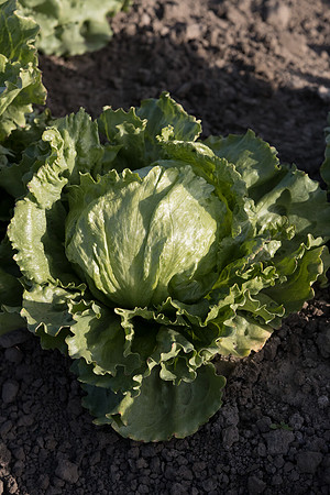 Lettuce_SV0822LG_CA_0007