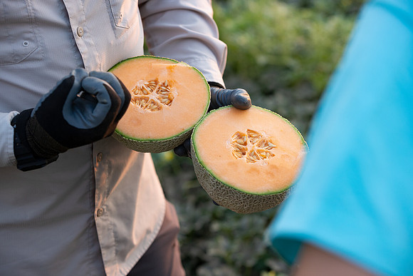 Seminis2021_AZ_258
