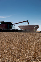 NL_Soybean_Harvest_2019_c_43