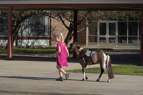 AmericasFarmers_HeartlandMiniHorses_487
