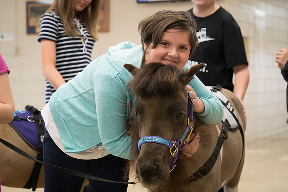 AmericasFarmers_HeartlandMiniHorses_624