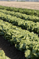 Lettuce_SV8143LG_CA_0029