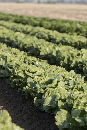 Lettuce_SV8143LG_CA_0029