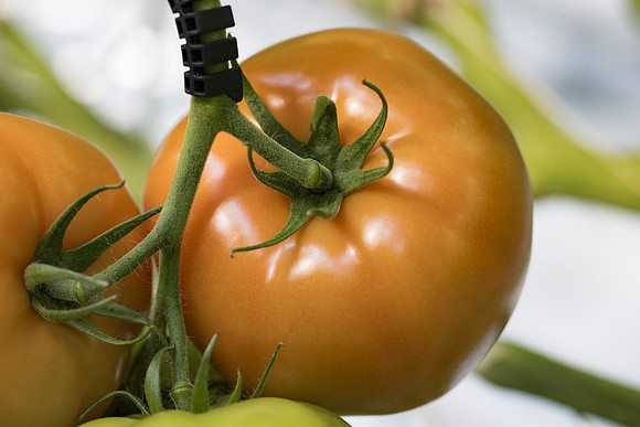 Tomato_DRTC5053_34