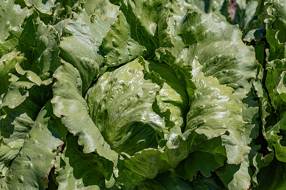 Moneyball_Lettuce_125