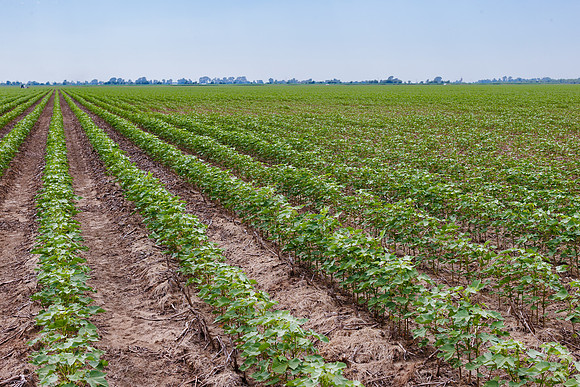 ThryvOn_2022_TurnageFarms_cdp_66