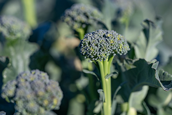 Sibsey_Broccoli_3