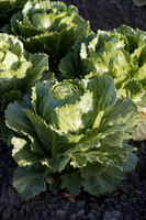 Lettuce_SV2988LG_CA_0014