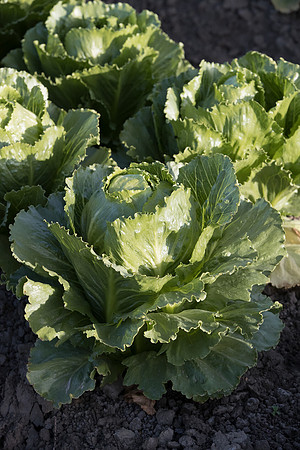 Lettuce_SV2988LG_CA_0014