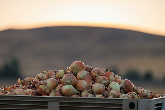 Seminis2022_Idaho_632