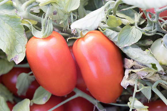 Tomato_N6485_43