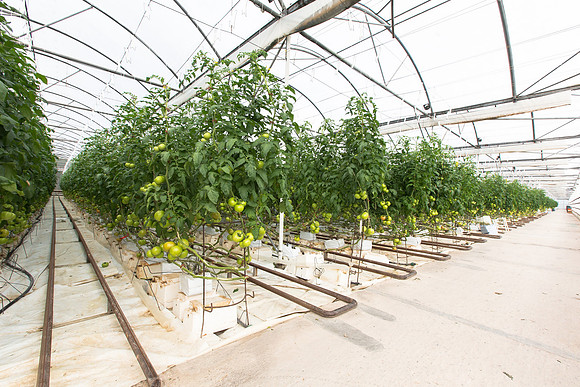 Tomato_Terero_MX_0009