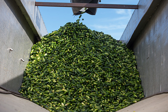 PicklingCucumber_Vlaspik_Processing_MI_0497