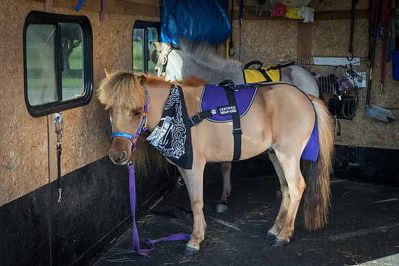 AmericasFarmers_HeartlandMiniHorses_425