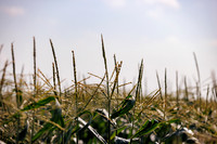 Seminis2022_FL_USSC_4