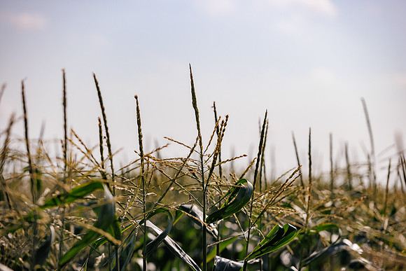 Seminis2022_FL_USSC_4
