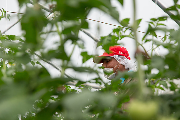 Tomato_Terero_MX_0059