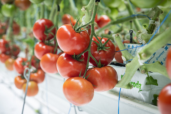 Tomatoes_DRTH1053_24