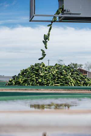PicklingCucumber_Vlaspik_Processing_MI_0632