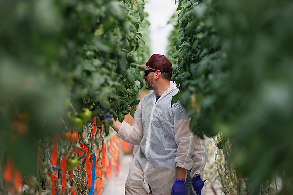 Tomato_DeRuiter_Kingsville_2022_658