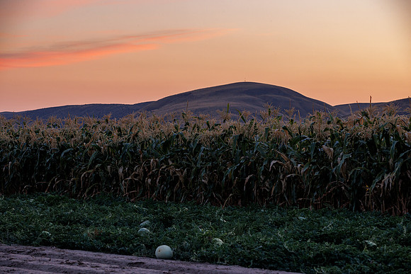 Seminis2022_Idaho_190-HDR
