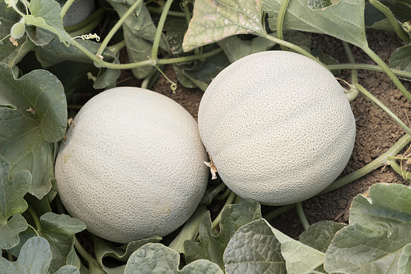 Melon_Mokaya_13