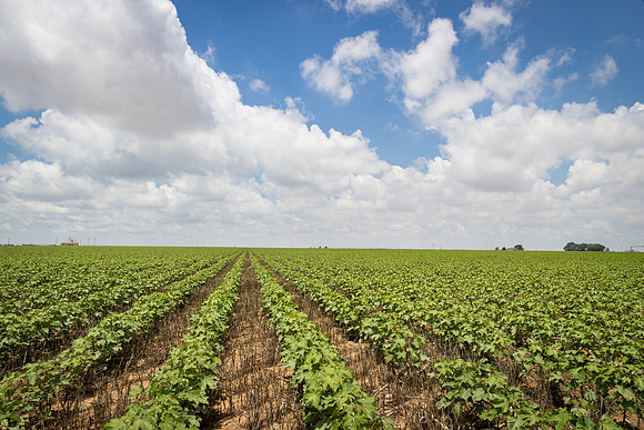 RRXCottonTexas_cdp_5495