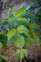 RRXCottonTexas_cdp_4274