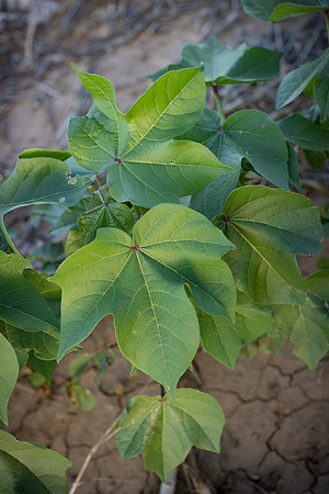 RRXCottonTexas_cdp_4274