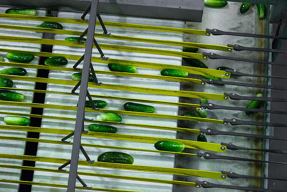 PicklingCucumber_Vlaspik_Processing_MI_0258