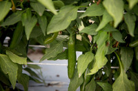 HotPepper_DonVincente_MX_0006