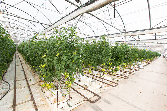 Tomato_Terero_MX_0015