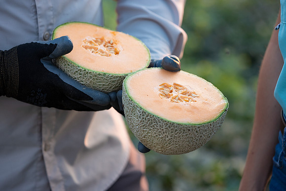 Seminis2021_AZ_275