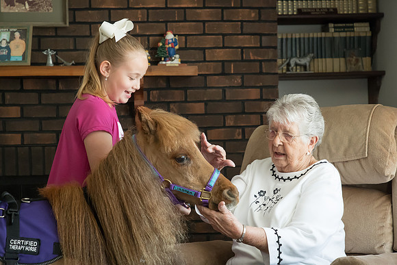 AmericasFarmers_HeartlandMiniHorses_258