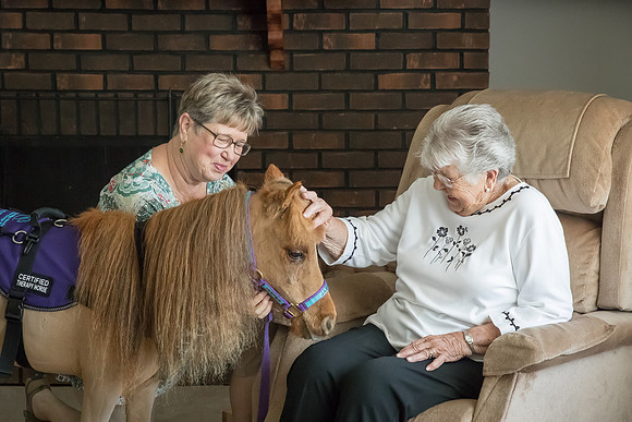 AmericasFarmers_HeartlandMiniHorses_209