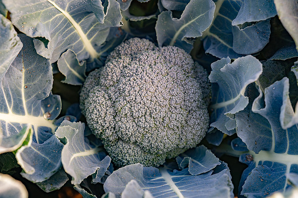 Skymark_Broccoli_19
