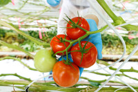 Tomato_Prodice_37