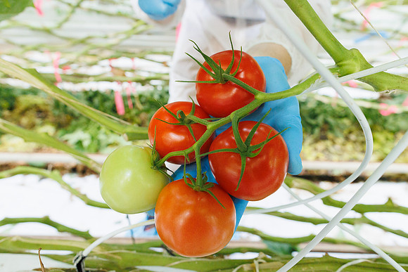 Tomato_Prodice_37