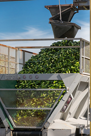 PicklingCucumber_Vlaspik_Processing_MI_0410