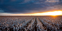 Deltapine _cdp_15244-Pano