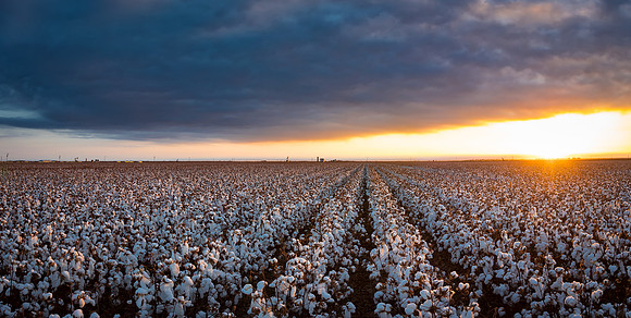 Deltapine _cdp_15244-Pano