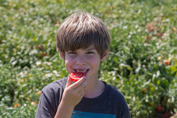 Tomato_SV8516TM_CA_00021
